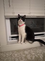 Found/Stray Female Cat last seen Rabbit Lane & Bay Avenue, East Marion, NY 11939