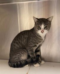 Shelter Stray Unknown Cat last seen ASPEN AVE/ELBERT ST, 12155 Park Blvd, Brighton, CO 80601, USA