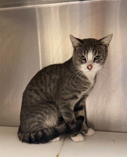 Shelter Stray Unknown Cat last seen ASPEN AVE/ELBERT ST, 12155 Park Blvd, Brighton, CO 80601, USA
