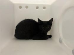 Shelter Stray Male Cat last seen Near BLOCK N 22ND ST, 3839 W Burnham St, West Milwaukee, WI 53215, USA