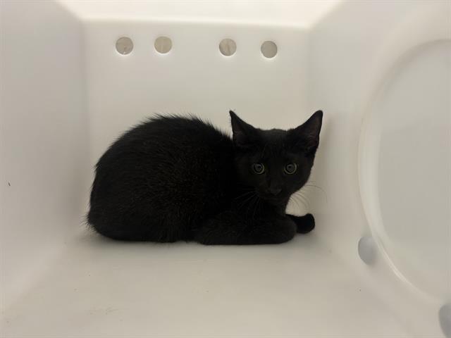 Shelter Stray Male Cat last seen Near BLOCK N 22ND ST, 3839 W Burnham St, West Milwaukee, WI 53215, USA