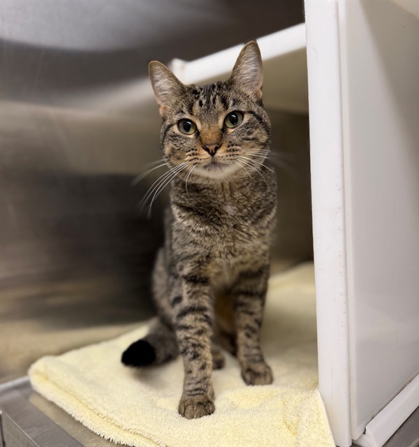 Shelter Stray Female Cat last seen Near BLOCK S 21ST COURT, 12155 Park Blvd, Brighton, CO 80601, USA