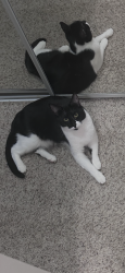 Lost Female Cat last seen apmt buildings, Fallbrook, CA 92028