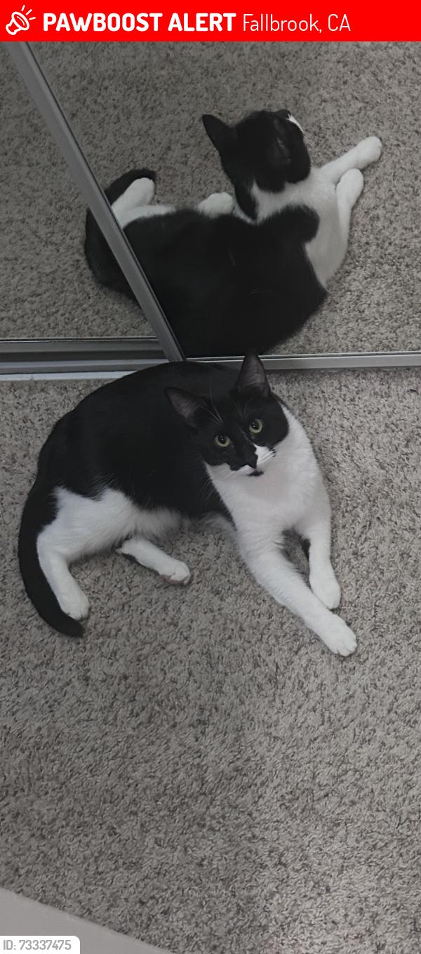 Lost Female Cat last seen apmt buildings, Fallbrook, CA 92028