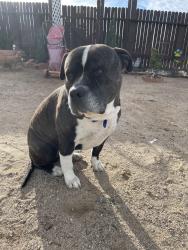 Reunited Male Dog last seen Delicious St., Adelanto, CA 92301