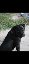 Lost Female Dog last seen Bloomingdale, Brandon, FL 33511