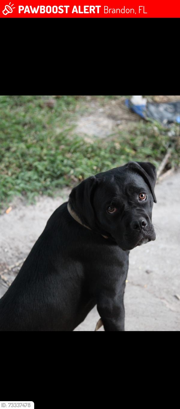 Lost Female Dog last seen Bloomingdale, Brandon, FL 33511