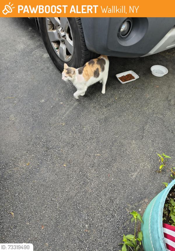 Found/Stray Female Cat last seen Mount Hope Road,/Camp Stadie Rd, Wallkill, NY 10940