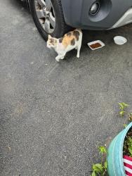 Found/Stray Female Cat last seen Mount Hope Road,/Camp Stadie Rd, Wallkill, NY 10940