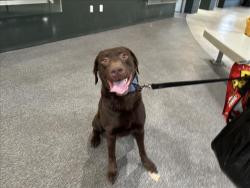 Shelter Stray Male Dog last seen , 3201 Lacy St, Los Angeles, CA 90031, USA