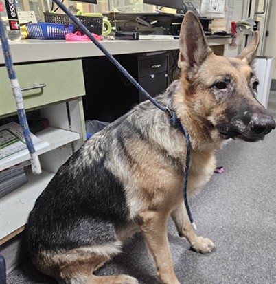 Shelter Stray Female Dog last seen , 3201 Lacy St, Los Angeles, CA 90031, USA