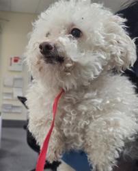 Shelter Stray Male Dog last seen , 3201 Lacy St, Los Angeles, CA 90031, USA