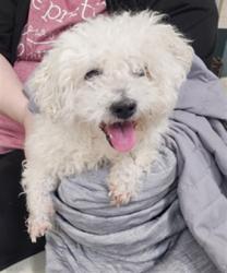 Shelter Stray Male Dog last seen , 3201 Lacy St, Los Angeles, CA 90031, USA