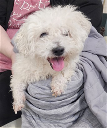 Shelter Stray Male Dog last seen , 3201 Lacy St, Los Angeles, CA 90031, USA