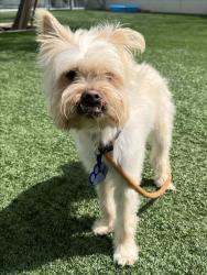 Shelter Stray Male Dog last seen , 14409 Vanowen St, Van Nuys, CA 91405, USA