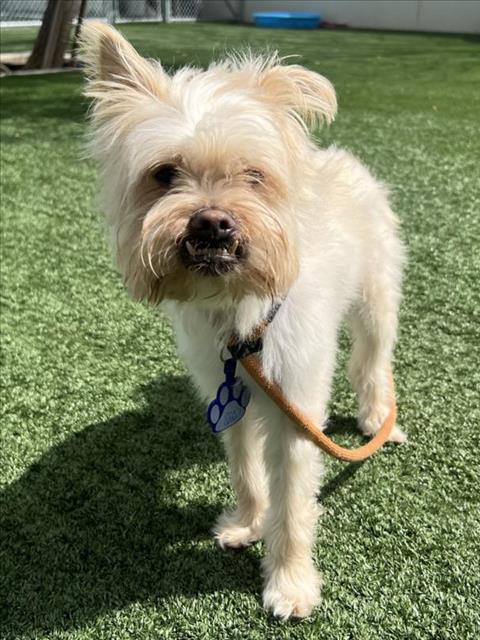 Shelter Stray Male Dog last seen , 14409 Vanowen St, Van Nuys, CA 91405, USA