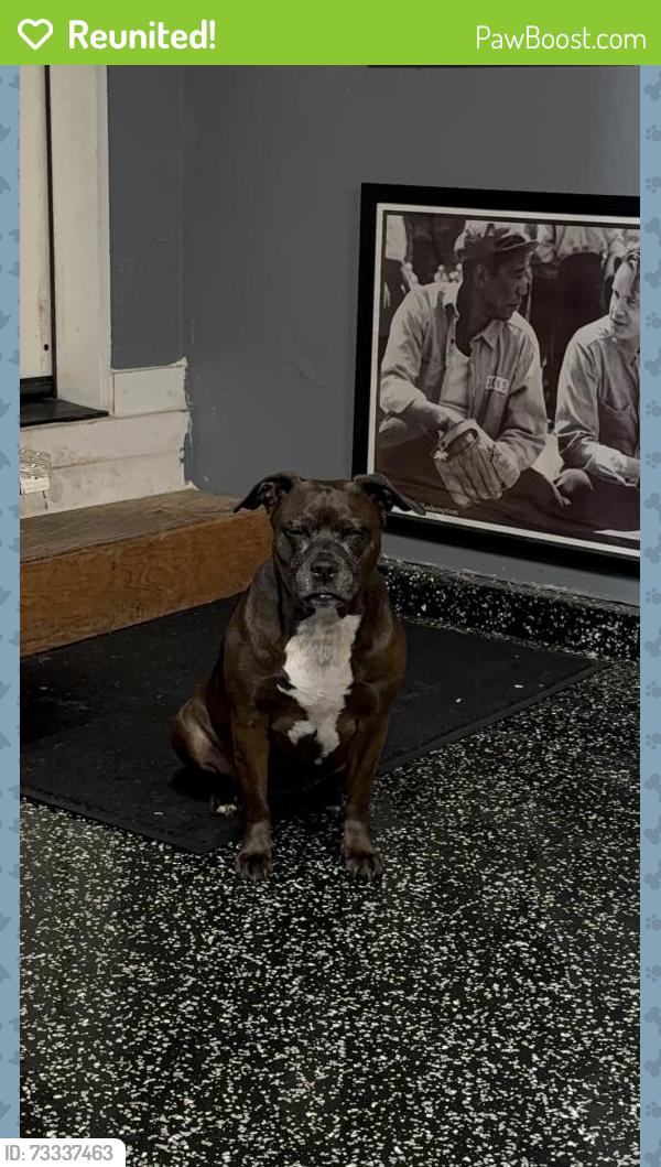 Reunited Female Dog last seen San Lorenzo, CA, USA, San Lorenzo, CA 94580