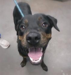 Shelter Stray Male Dog last seen 12TH ST AND SOUTHERN AVE, 2500 S 27th Ave, Phoenix, AZ 85009, USA