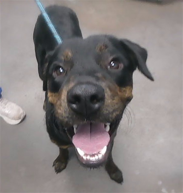 Shelter Stray Male Dog last seen 12TH ST AND SOUTHERN AVE, 2500 S 27th Ave, Phoenix, AZ 85009, USA