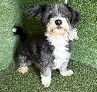 Shelter Stray Male Dog last seen , 5210 W Ave I, Lancaster, CA 93536, USA