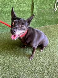 Shelter Stray Female Dog last seen , 5210 W Ave I, Lancaster, CA 93536, USA