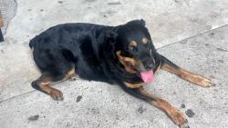 Found/Stray Female Dog last seen Westheimer and Hayes Rd, Houston, TX 77077