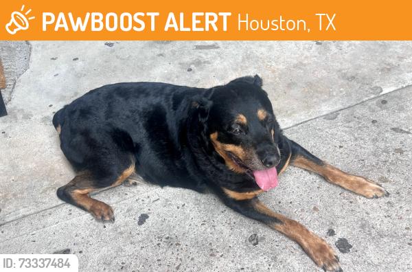 Found/Stray Female Dog last seen Westheimer and Hayes Rd, Houston, TX 77077