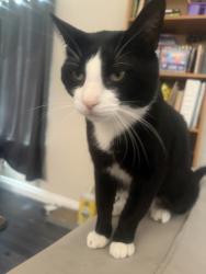 Lost Male Cat last seen Mountain view road, Moreno Valley, CA 92557