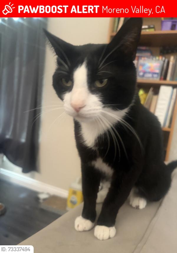 Lost Male Cat last seen Mountain view road, Moreno Valley, CA 92557