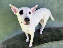 Shelter Stray Female Dog last seen , 14409 Vanowen St, Van Nuys, CA 91405, USA