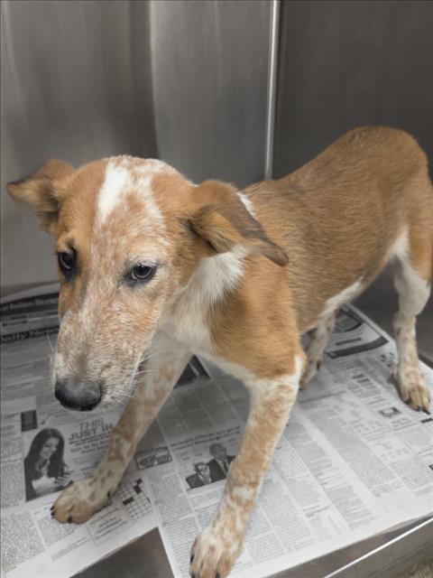 Shelter Stray Male Dog last seen , 14409 Vanowen St, Van Nuys, CA 91405, USA
