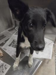 Shelter Stray Male Dog last seen , 14409 Vanowen St, Van Nuys, CA 91405, USA