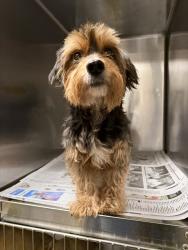 Shelter Stray Male Dog last seen , 14409 Vanowen St, Van Nuys, CA 91405, USA