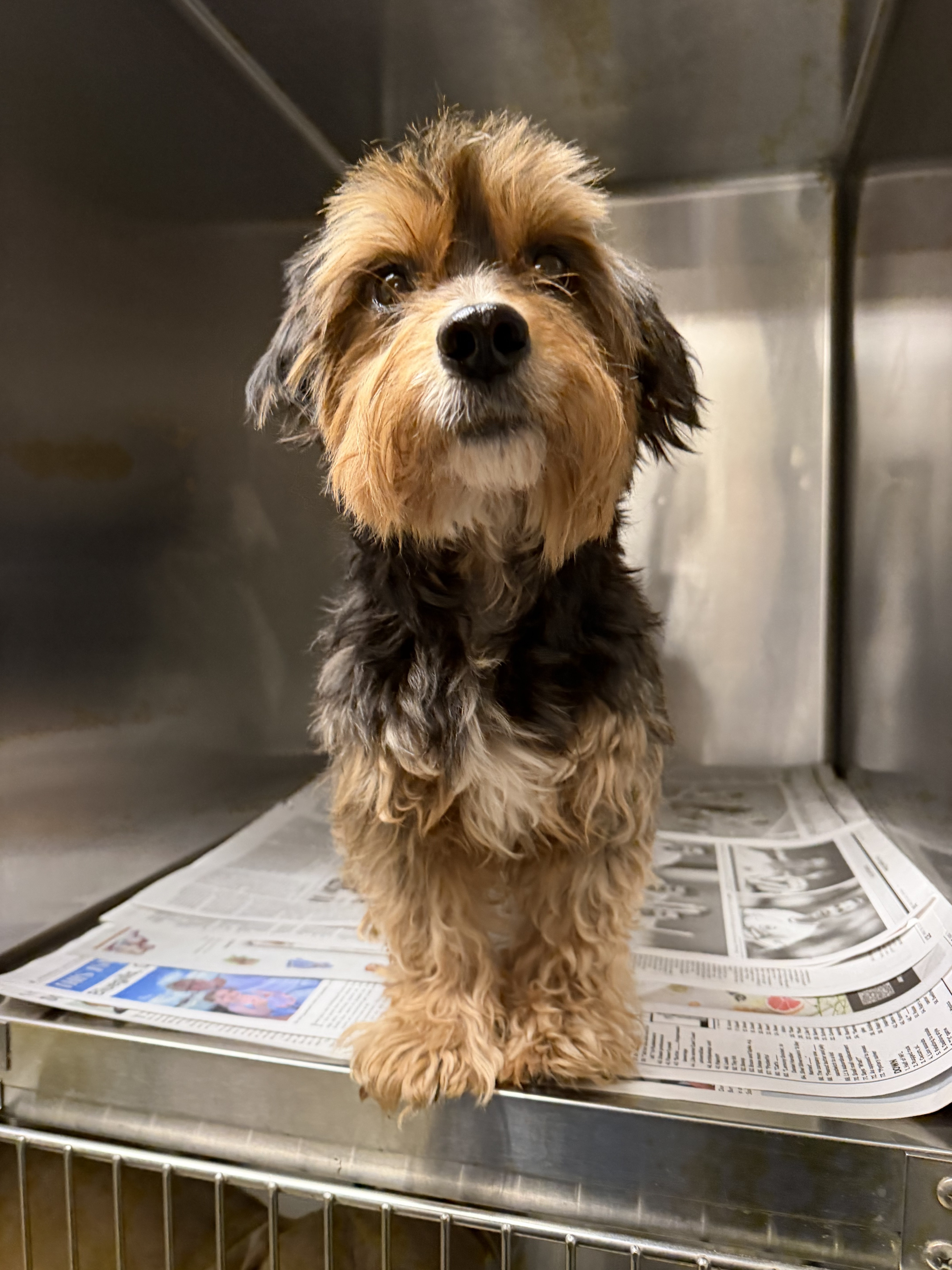 Shelter Stray Male Dog last seen , 14409 Vanowen St, Van Nuys, CA 91405, USA