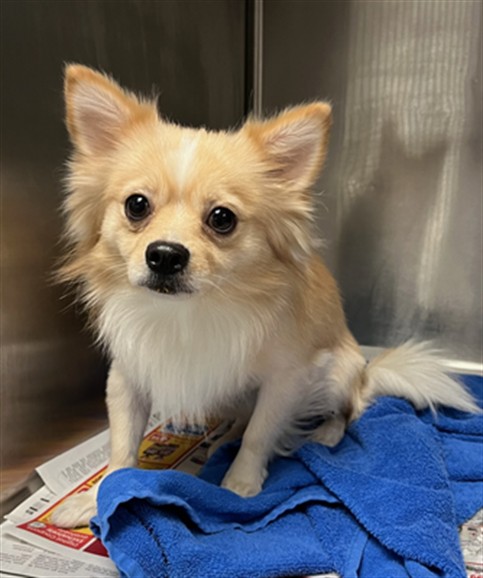 Shelter Stray Male Dog last seen , 14409 Vanowen St, Van Nuys, CA 91405, USA