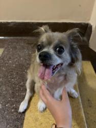 Reunited Unknown Dog last seen Crocheron Ave, Queens, NY 11358