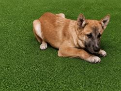 Shelter Stray Male Dog last seen , 38550 Sierra Hwy, Palmdale, CA 93550, USA