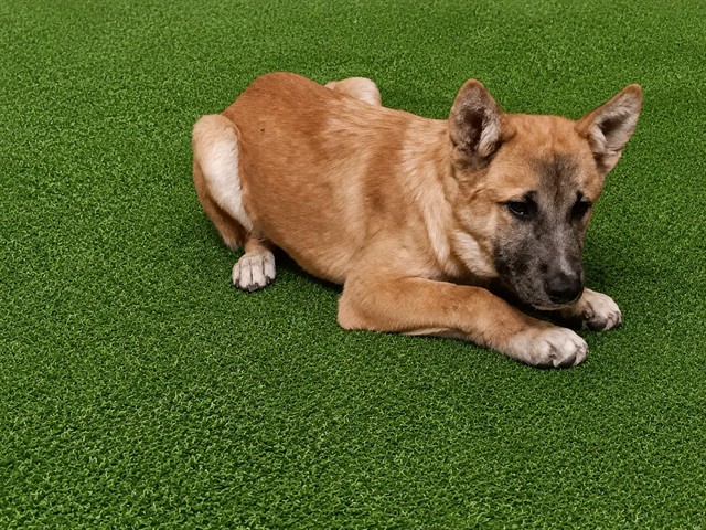 Shelter Stray Male Dog last seen , 38550 Sierra Hwy, Palmdale, CA 93550, USA