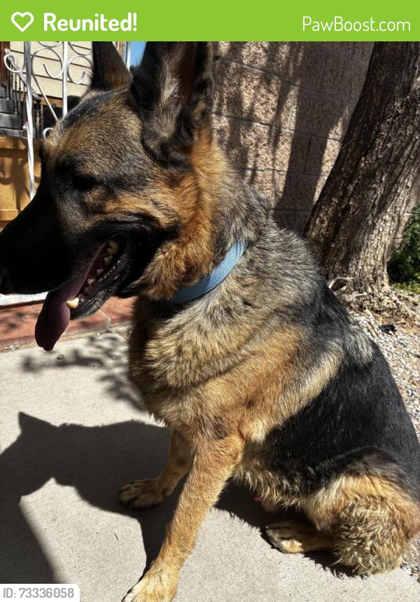 Reunited Male Dog last seen Albuquerque, NM 87121, USA, Albuquerque, NM 87121