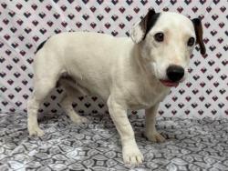 Shelter Stray Male Dog last seen , 38550 Sierra Hwy, Palmdale, CA 93550, USA