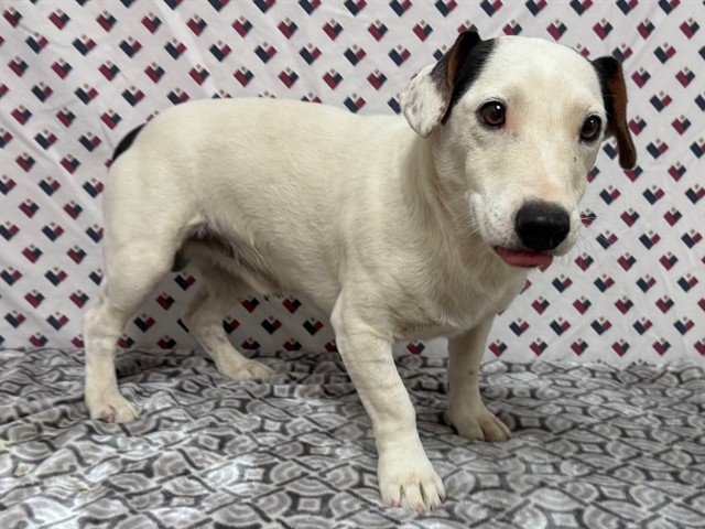 Shelter Stray Male Dog last seen , 38550 Sierra Hwy, Palmdale, CA 93550, USA