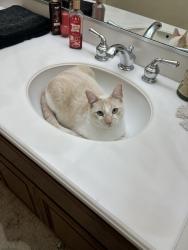 Reunited Female Cat last seen alabama, Huntington Beach, CA 92648
