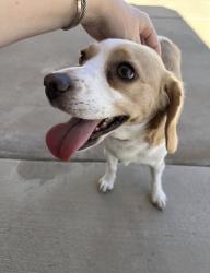 Reunited Female Dog last seen E country club dr, Henderson, NV 89015