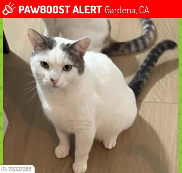 Lost Male Cat last seen Gardena Blvd/Vermont Ave in Gardena Market parking lot, Gardena, CA 90247