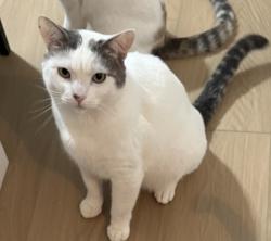 Lost Male Cat last seen Gardena Blvd/Vermont Ave in Gardena Market parking lot, Gardena, CA 90247
