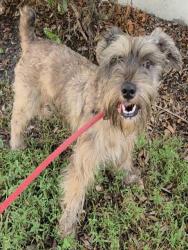 Shelter Stray Male Dog last seen Near BLOCK ARTHUR ST, HOLLYWOOD FL 33021, 2400 SW 42nd St, Fort Lauderdale, FL 33312, USA