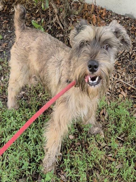 Shelter Stray Male Dog last seen Near BLOCK ARTHUR ST, HOLLYWOOD FL 33021, 2400 SW 42nd St, Fort Lauderdale, FL 33312, USA