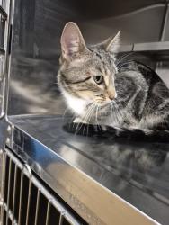 Shelter Stray Female Cat last seen LAKE ST LOUIS, 4850 Mid Rivers Mall Dr, St Peters, MO 63376, USA