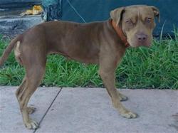 Shelter Stray Female Dog last seen Near BLOCK NW 22 RD, FORT LAUDERDALE FL 33311, 2400 SW 42nd St, Fort Lauderdale, FL 33312, USA
