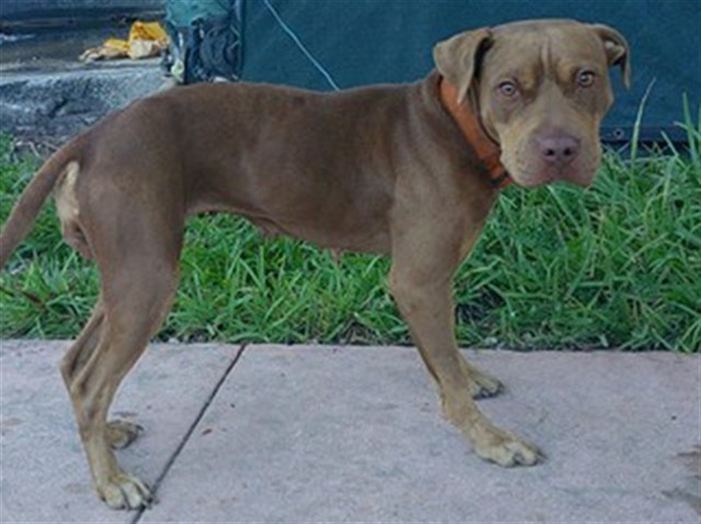 Shelter Stray Female Dog last seen Near BLOCK NW 22 RD, FORT LAUDERDALE FL 33311, 2400 SW 42nd St, Fort Lauderdale, FL 33312, USA